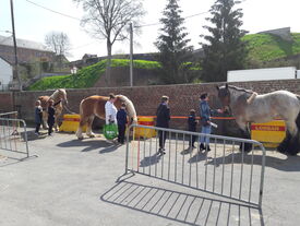 Chevaux de trait